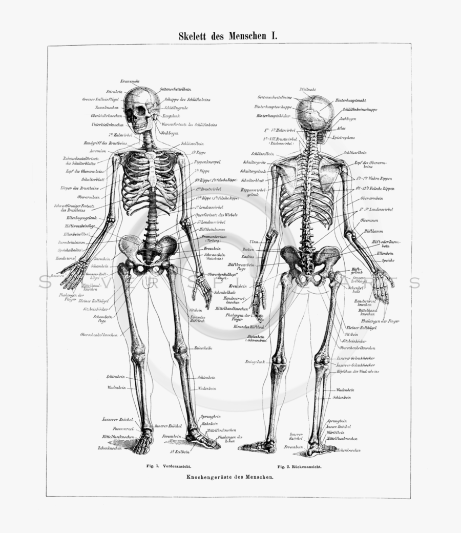 Drawing Skeleton Human - Labeled Human Skeleton, Transparent Clipart