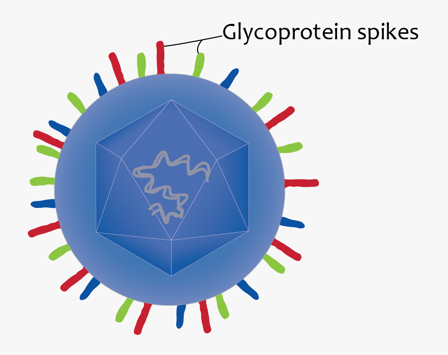 Team Freiburg Project Diseases, Transparent Clipart