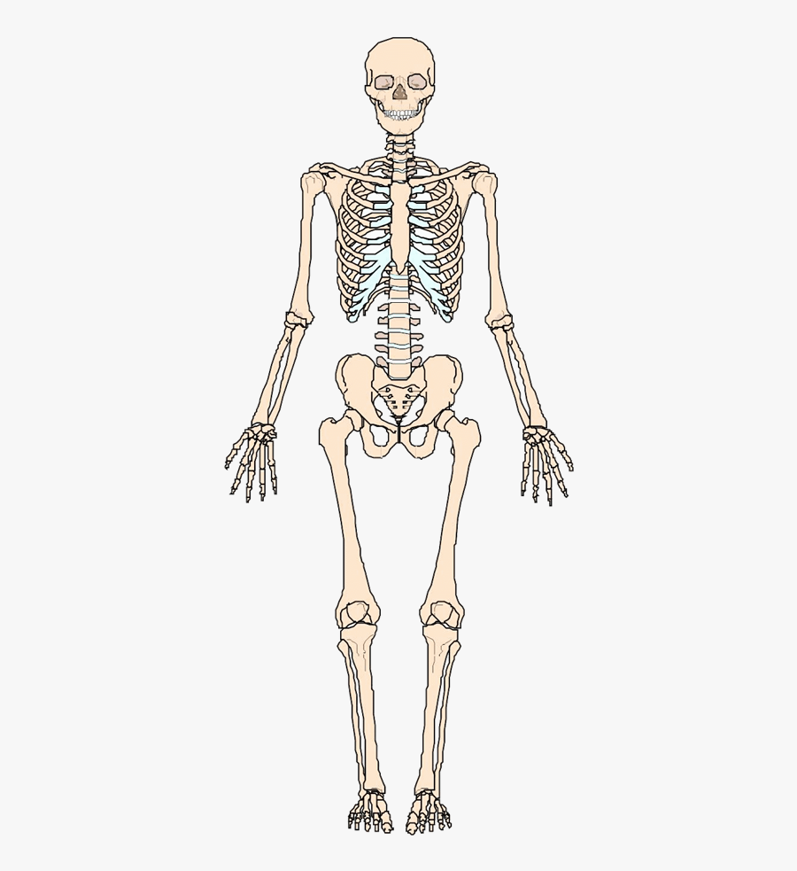 Appendicular Skeleton Quizlet, Transparent Clipart