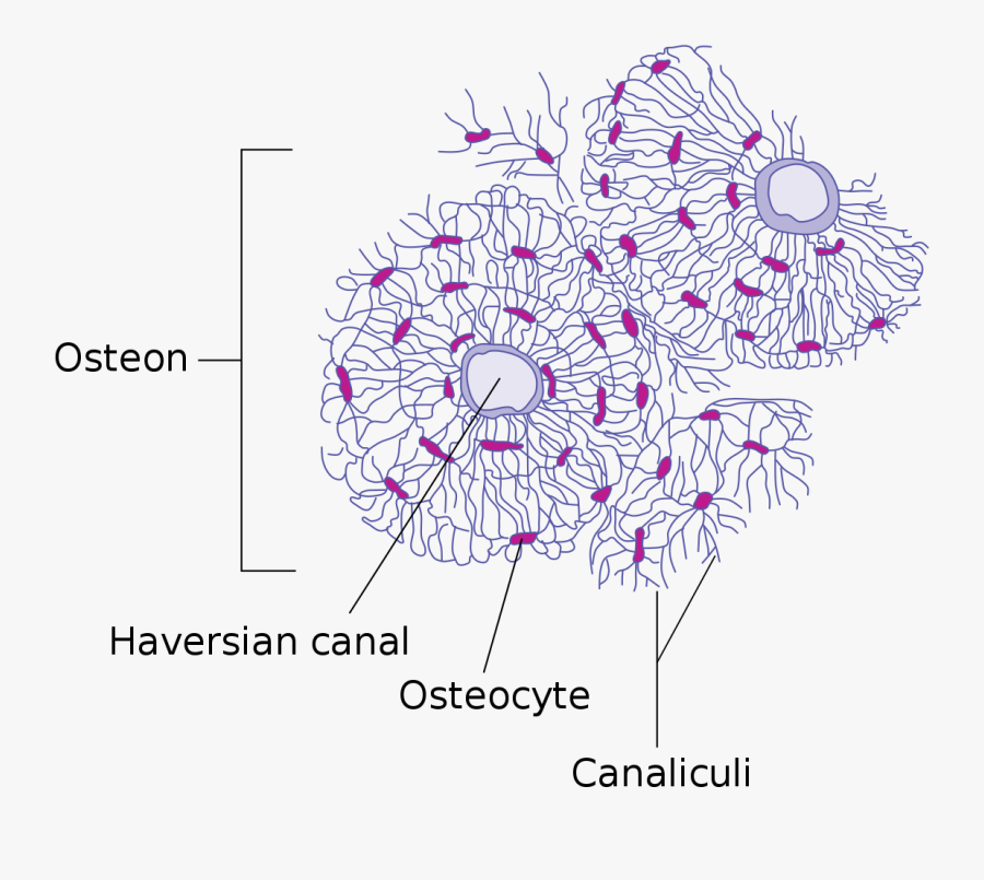 Haversian Canal, Transparent Clipart