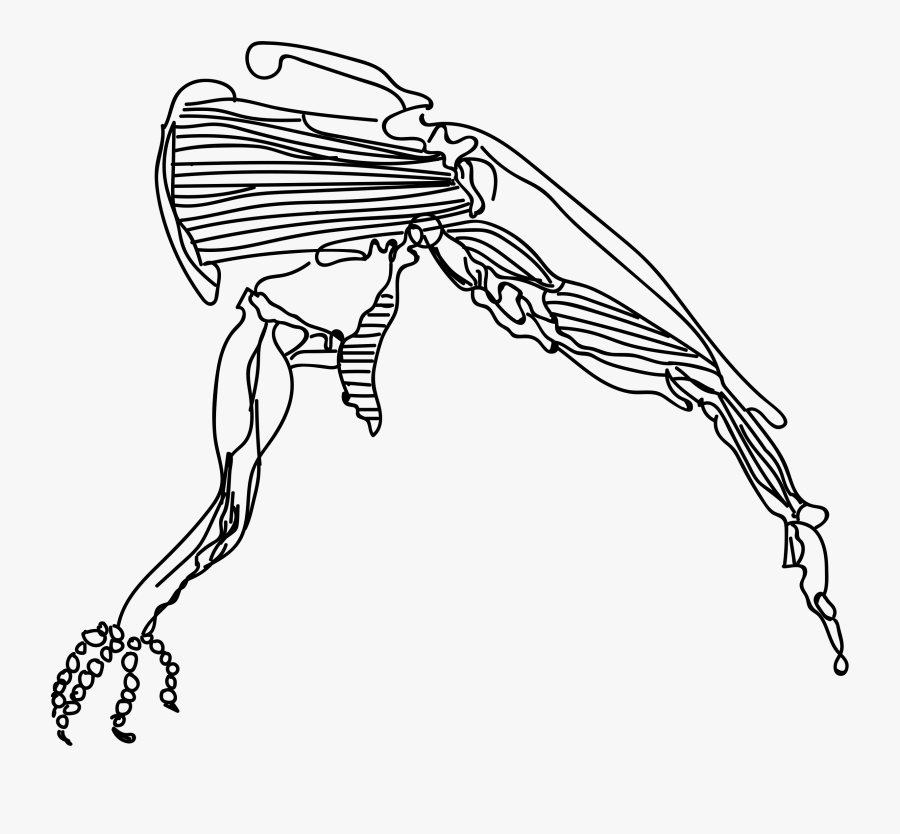 Muscle - Sketch, Transparent Clipart