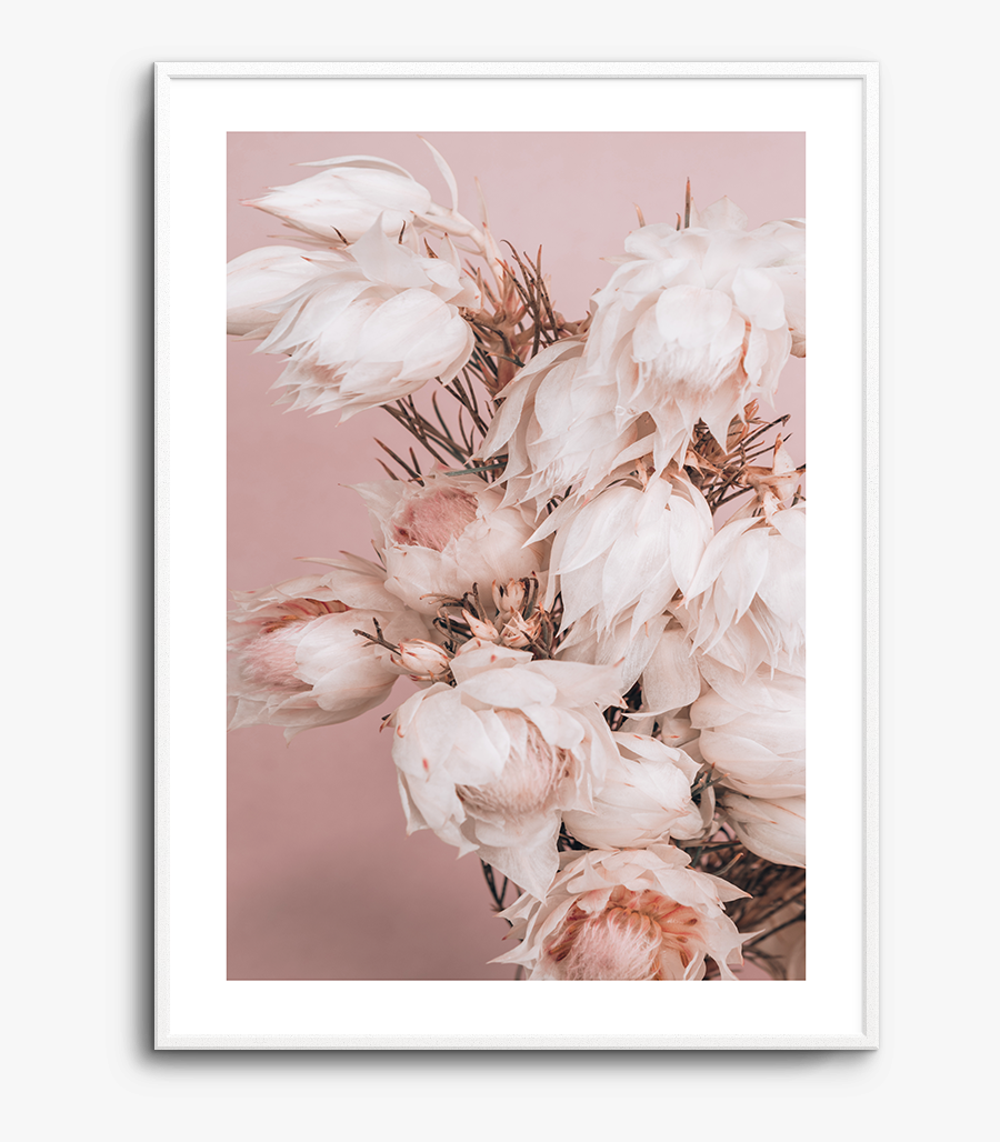 Clip Art Blushing Bride Protea - Protea, Transparent Clipart