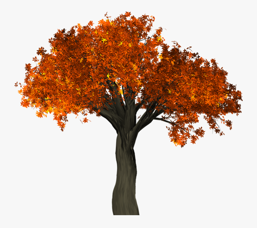 Tree, Leaves, Autumn, Fall, Branches, Isolated, Nature - Fall Tree Transparent Background, Transparent Clipart