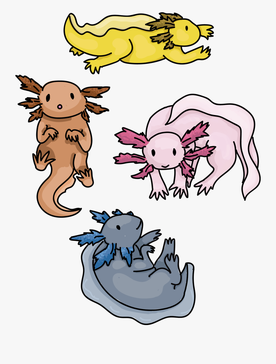 Look It’s Some Axolotls Sea Puppies Water Dogs Sweet - Cartoon, Transparent Clipart