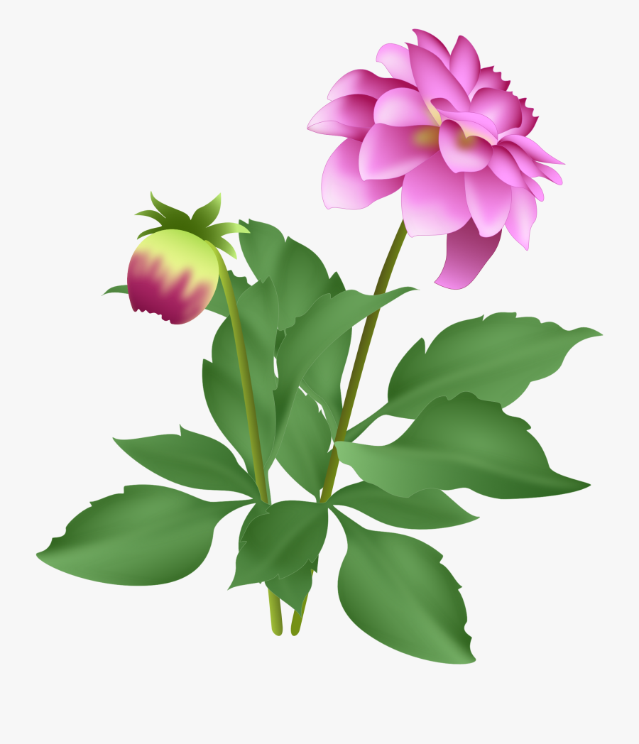 Pink Dahlia - Flower Dahlia Png, Transparent Clipart