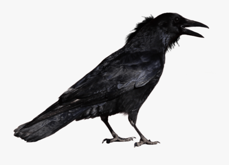 Crow Clipart Transparent Background - Crow With Transparent Background, Transparent Clipart
