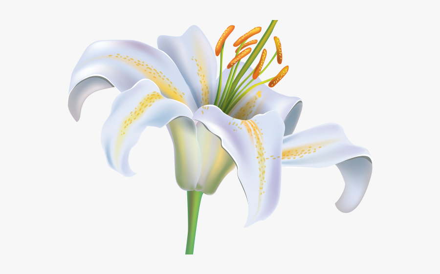 White Lily Flower Clipart, Transparent Clipart