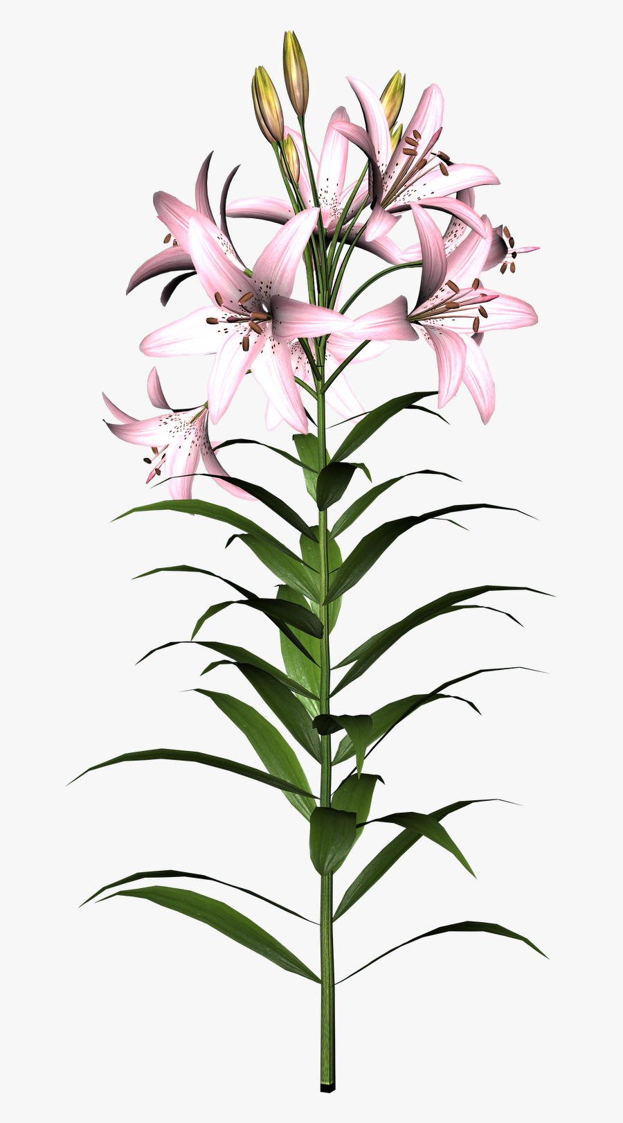 Transparent Free Clipart Lily - Lily Flower, Transparent Clipart