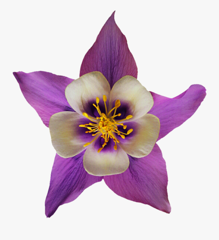 Purple And White By, Transparent Clipart