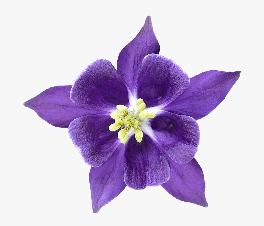 Columbine Flower Png, Transparent Clipart