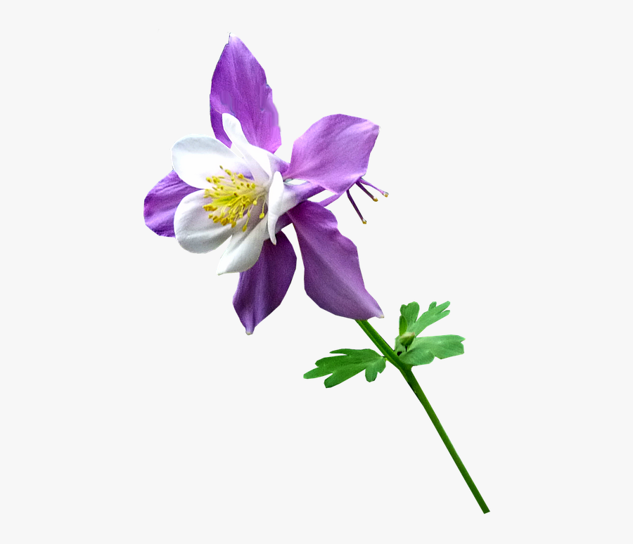 Colorado Blue Columbine - Columbine Flower Png, Transparent Clipart