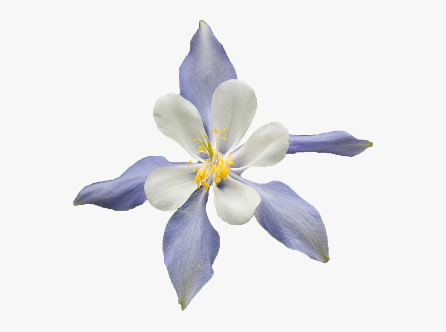 Transparent Pop Art Background Png - Colorado Blue Columbine On Transparent Background, Transparent Clipart