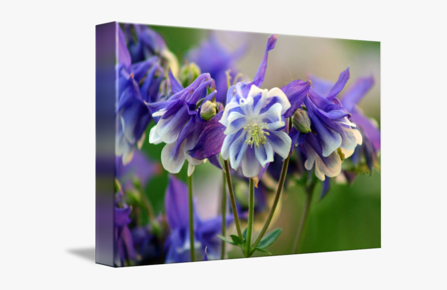 Columbine Flower Leaves - Canada Columbine, Transparent Clipart