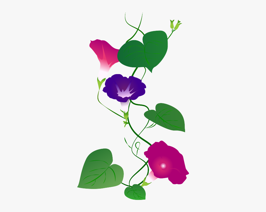 Rosa Glauca, Transparent Clipart