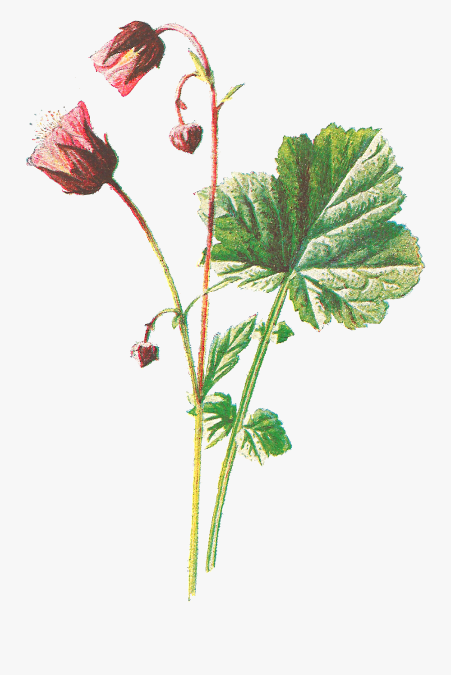 Botanical Wild Flowers Png, Transparent Clipart