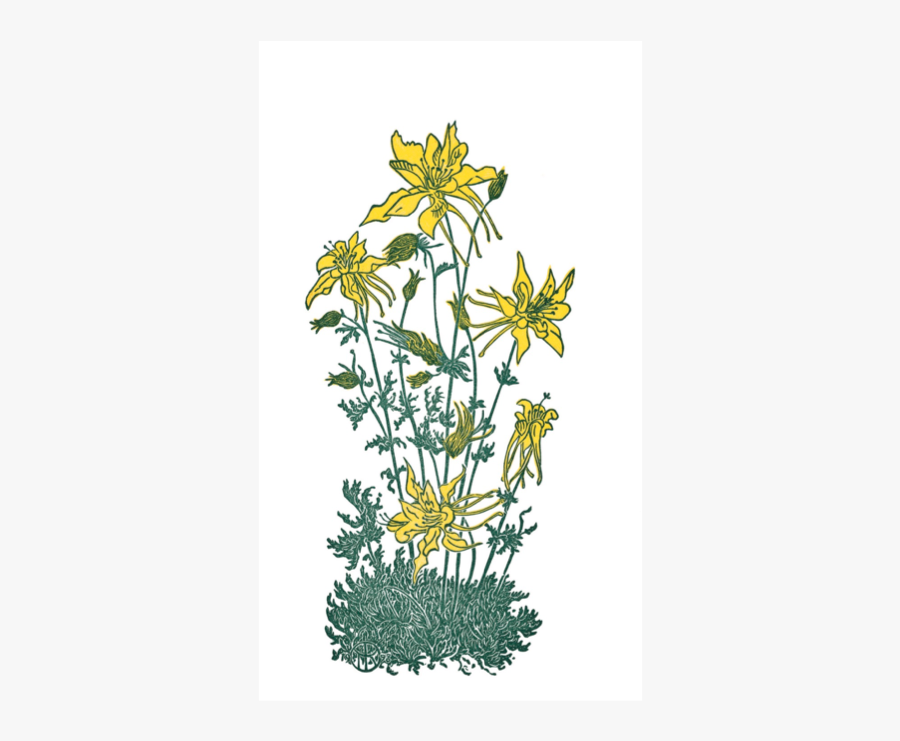 Sierra Columbine - Euryops Pectinatus, Transparent Clipart