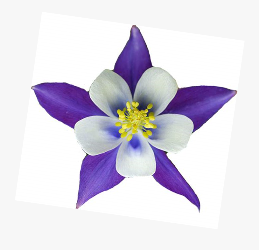 Colorado Blue Columbine, Transparent Clipart