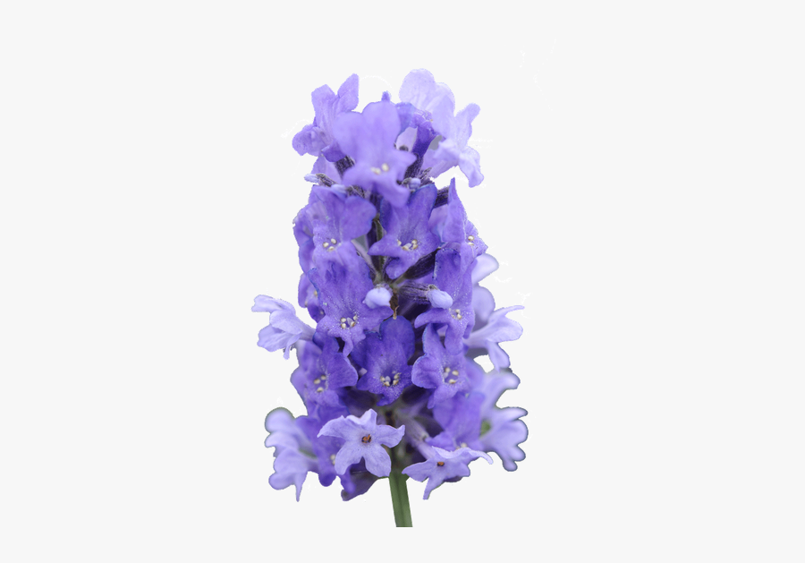 Delphinium Drawing Lilac Transparent Png Clipart Free - Fernleaf Lavender, Transparent Clipart