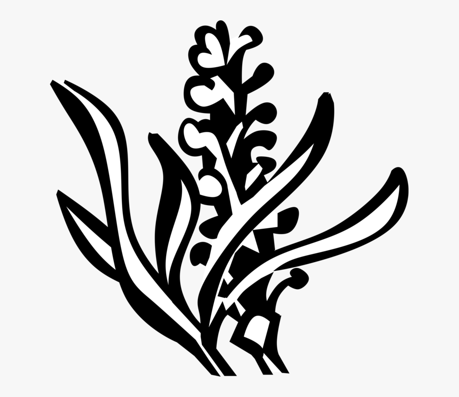 Vector Illustration Of Lavender Botanical Horticulture, Transparent Clipart