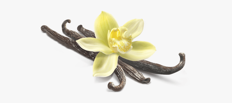 Plant,amaryllis Belladonna,lily Family,columbine - Vanilla Flower Png, Transparent Clipart