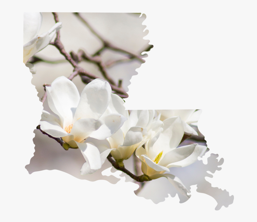 Louisiana - Cherry Blossom, Transparent Clipart