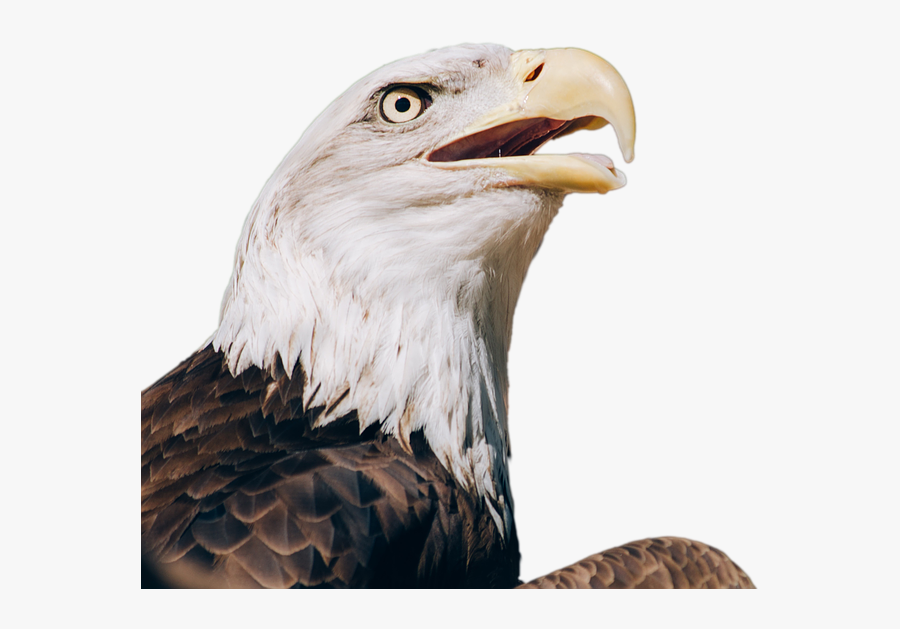 Download Free Eagle Png Transparent Images Transparent - Bald Eagle Head Transparent Png, Transparent Clipart