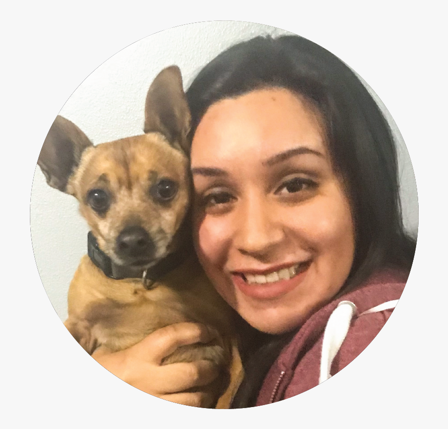 Chihuahua, Transparent Clipart