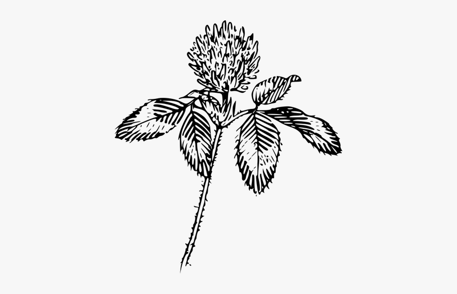 Clover Flower Vector Clip Art - Clover Line Art, Transparent Clipart