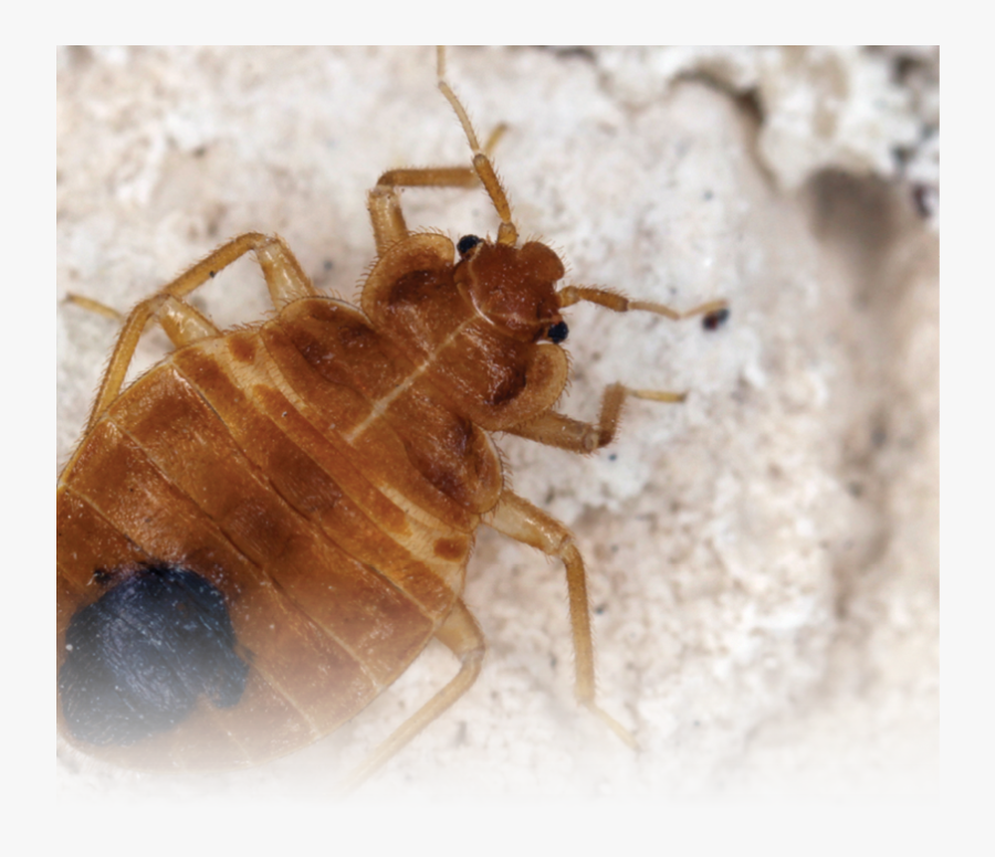 Bed Bug Supplement - Does A Bed Bug Look Like, Transparent Clipart