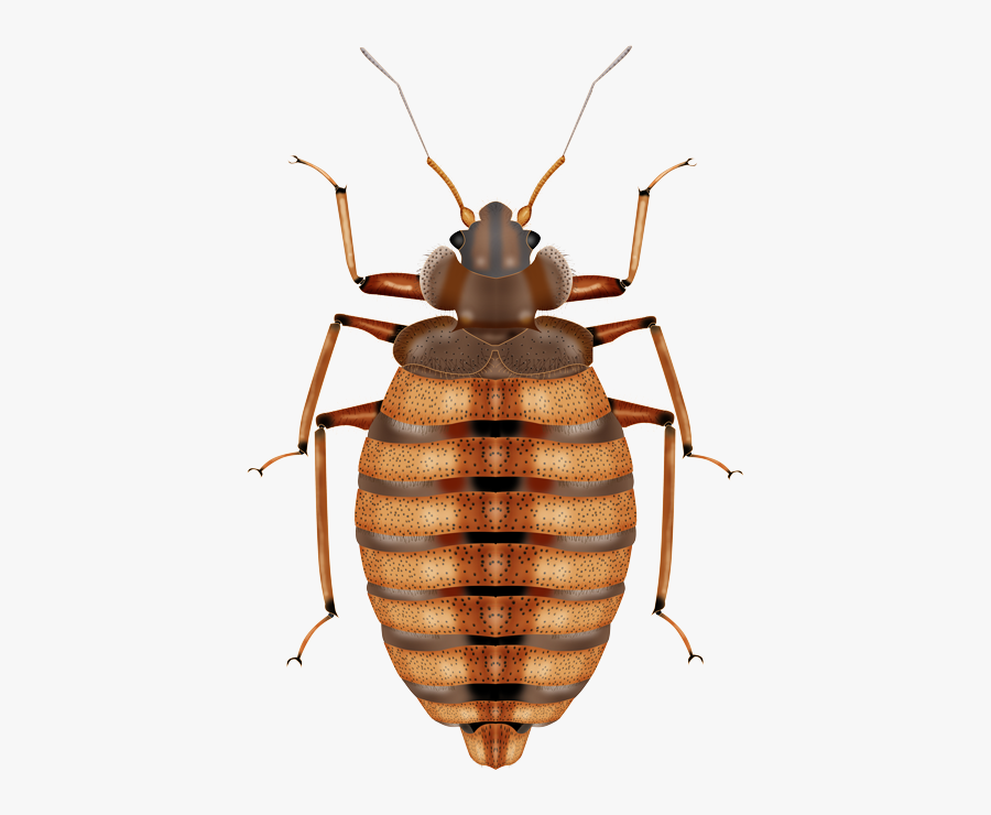 Bed Bug Png Transparent Image - Punaise De Lit Png, Transparent Clipart