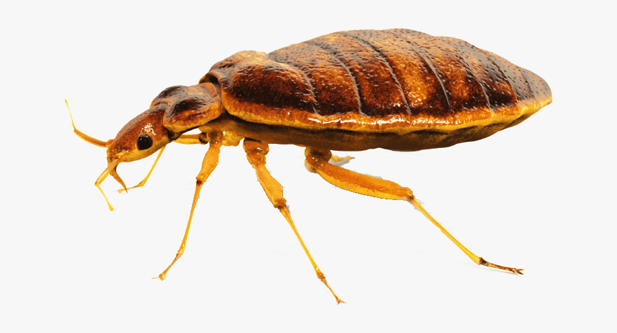 Bed Bug Close Up - Bedbugs Png, Transparent Clipart