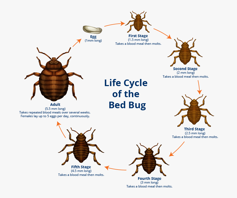 Clip Art Bedbug Picture - Red Bed Bugs, Transparent Clipart