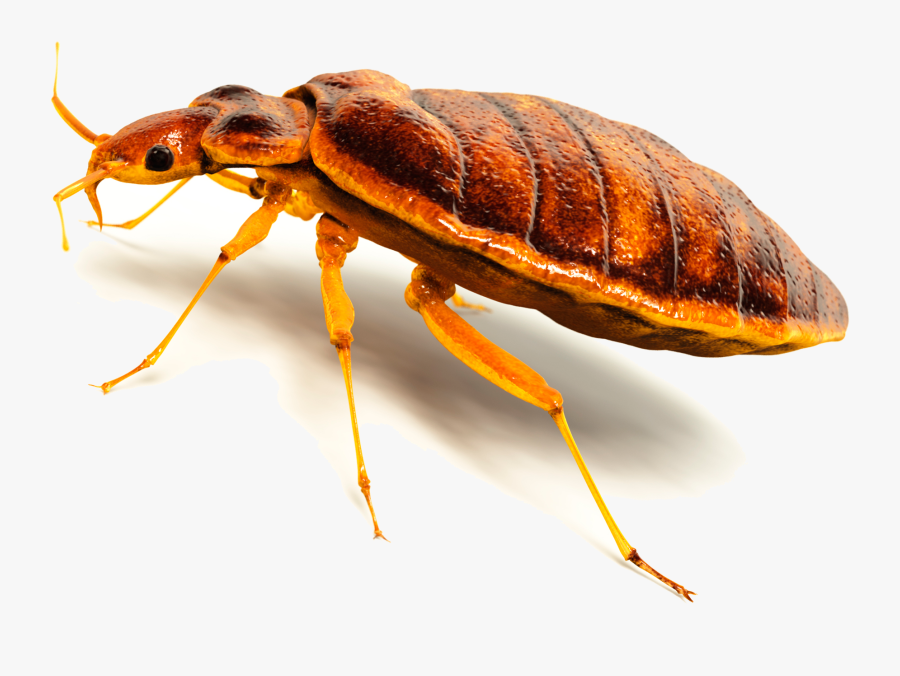 Bed Bug Png - Transparent Background Bed Bug Png, Transparent Clipart