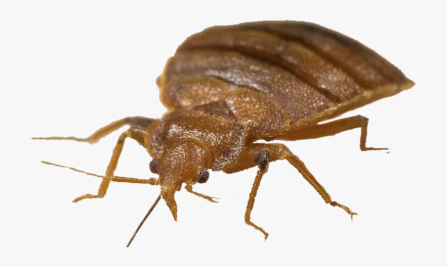 Bed Bug Png - Bed Bugs Beak, Transparent Clipart