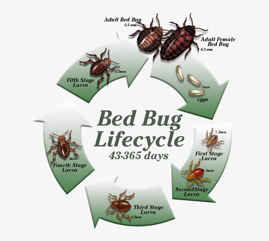Control Bed Bugs, Transparent Clipart