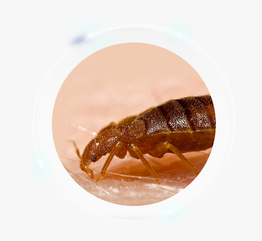 Bed Bug Mouth Up Close, Transparent Clipart