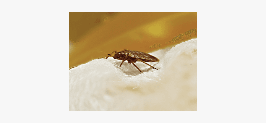 Bed Bug - Mosquito, Transparent Clipart