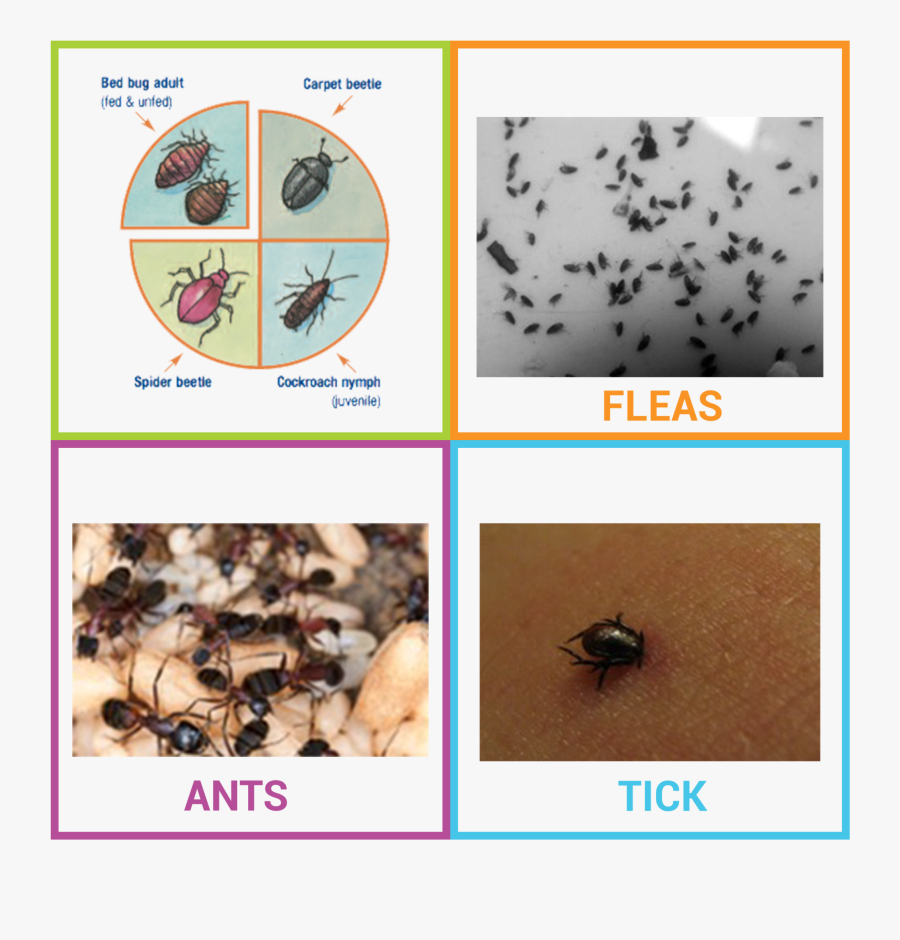 Bed Bug Flea Or Tick, Transparent Clipart
