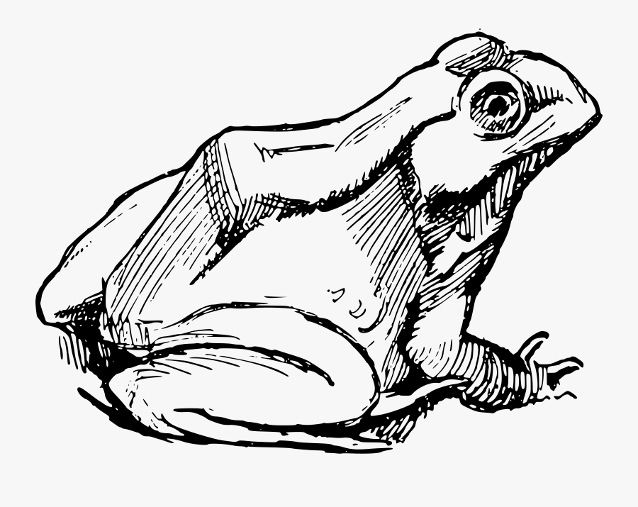 Frog Drawing Png, Transparent Clipart