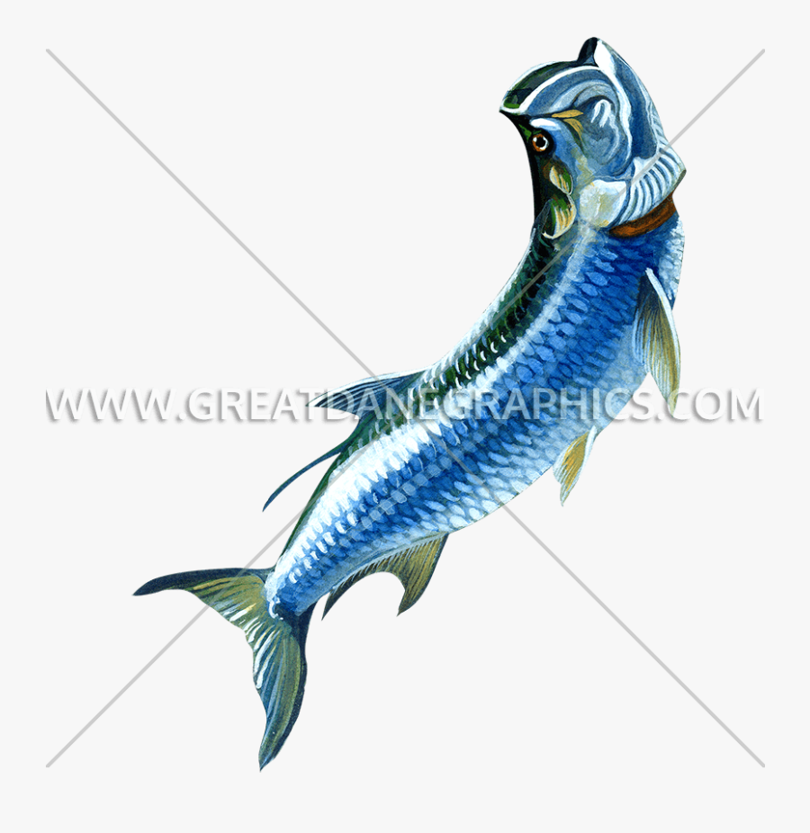 Tarpon Production Ready Artwork - Tarpon Sticker, Transparent Clipart