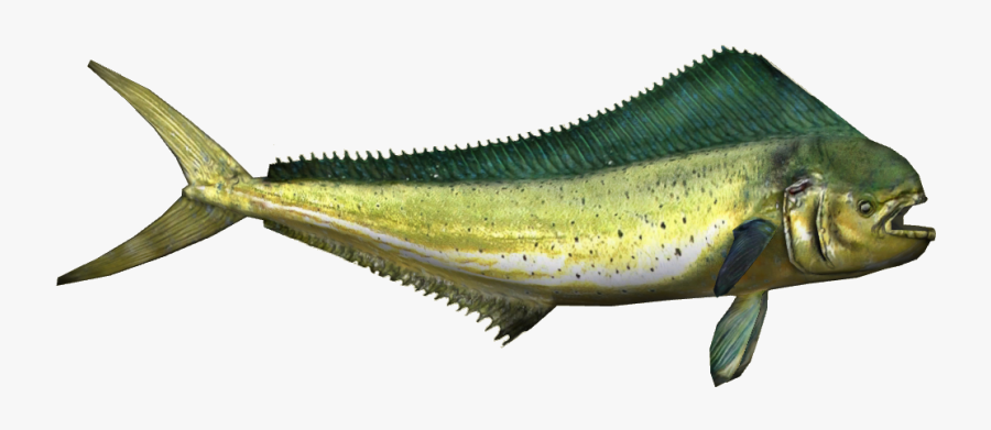 Mahi-mahi - Mahi Mahi Png, Transparent Clipart