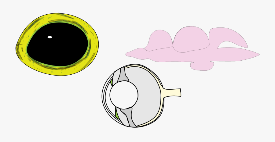 Circle, Transparent Clipart