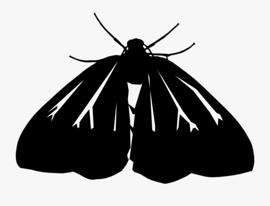Png Black Wite Moth Caterpillar - Butterfly, Transparent Clipart