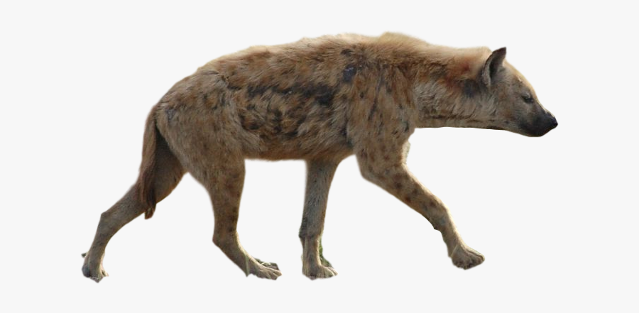 Hyena Png Background - Hyena Png, Transparent Clipart