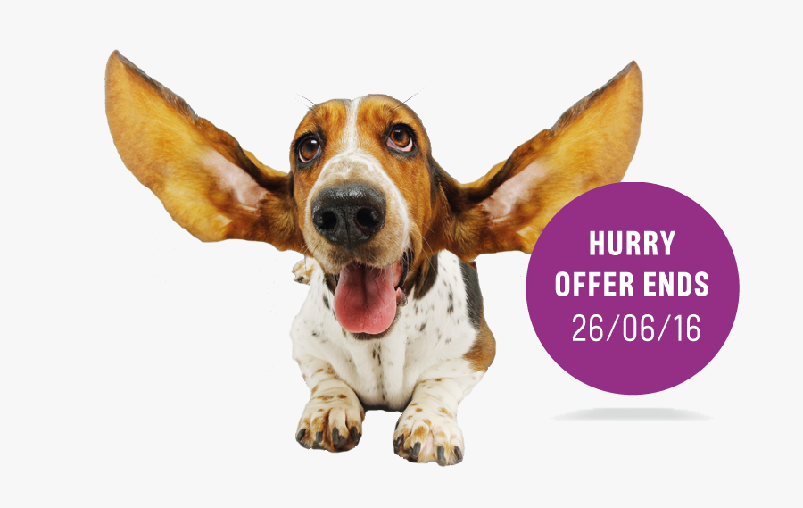 All Ears Dog - Teacup Basset Hound, Transparent Clipart