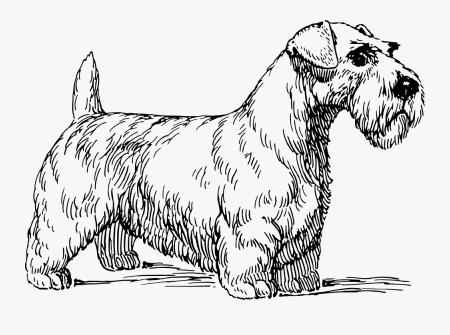 Sealyham - Sealyham Terrier Vector, Transparent Clipart