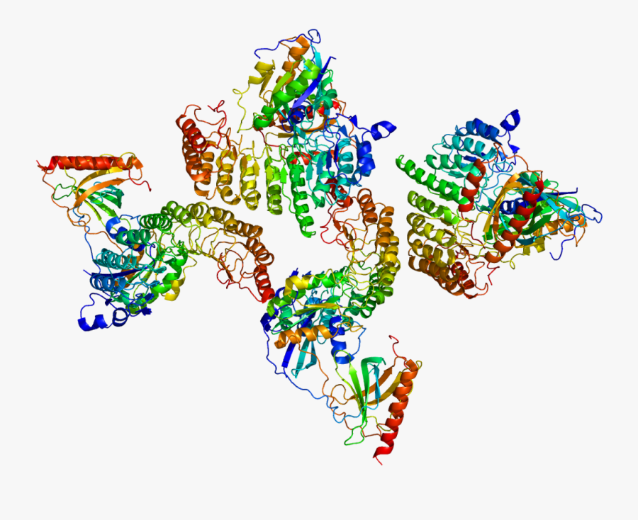 Protein Ranbp1 Pdb 1k5d - Gip C Protein, Transparent Clipart