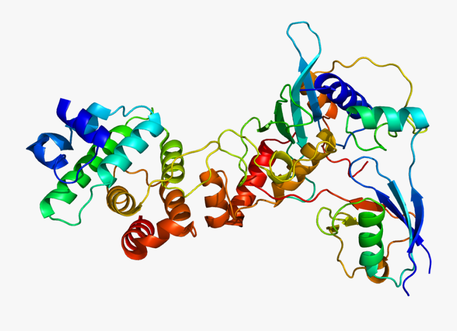 Protein Rangap1 Pdb 1z5s - Graphic Design, Transparent Clipart