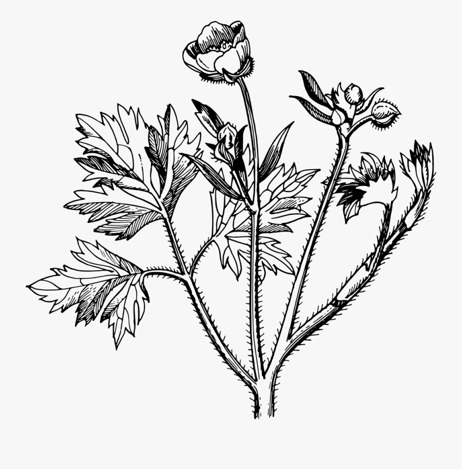 Onlinelabels Clip Art - Buttercups Clipart Black And White, Transparent Clipart