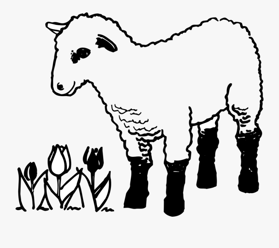Tulips, Flowers, Farm, Lamb, Animal, Fluffy - Sheep And Lamb Colouring, Transparent Clipart